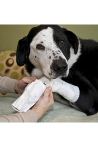 PawFlex Basic and Joint Dog Bandage Covers